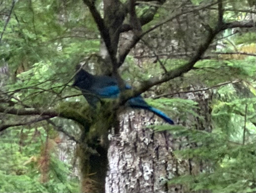 Steller's Jay