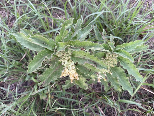 Zizotes milkweed