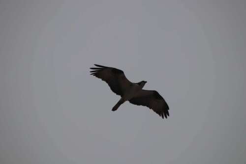 iNaturalist image