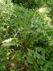 Crepis vesicaria taraxacifolia