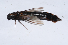 Atractocerus