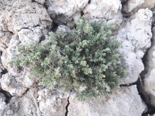 Crete alkaliweed