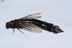 Atractocerus
