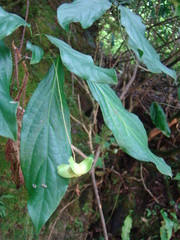 Euonymus leiophloeus