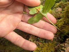 (c) tmax, some rights reserved (CC BY) Polypodium scouleri, photograph (c) tmax, some rights reserved (CC BY)