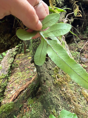 (c) tmax, some rights reserved (CC BY) Polypodium scouleri, photograph (c) tmax, some rights reserved (CC BY)