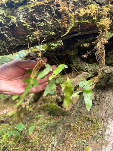Polypodium scouleri, photograph 2