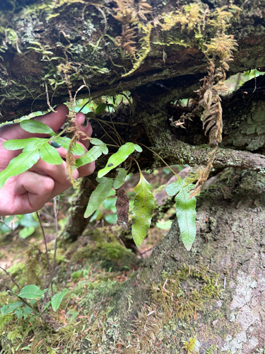 Polypodium scouleri, photograph 1