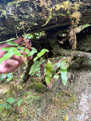 Polypodium scouleri
