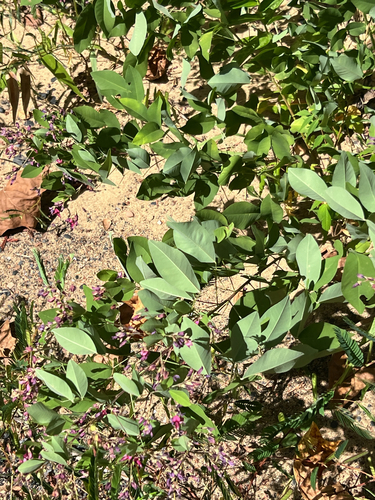 shrub lespedeza