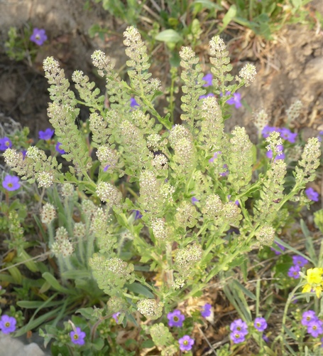 Hairypod Pepperweed
