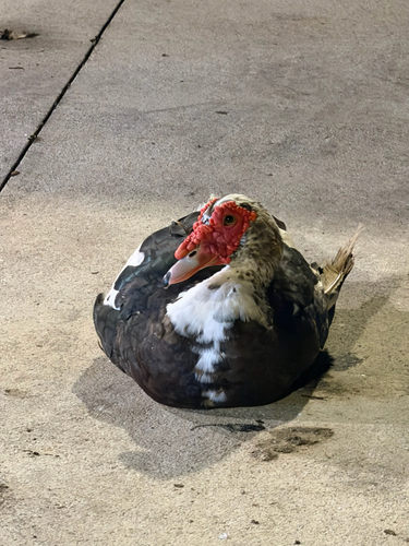 iNaturalist image
