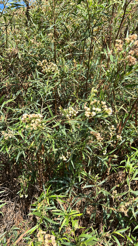 mule fat