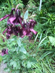 Aquilegia atrata