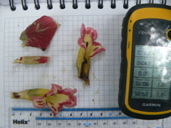 Columnea medicinalis