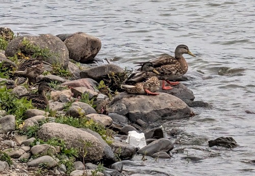 Mallard
