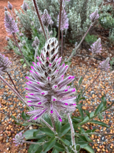 Pink Mulla Mulla