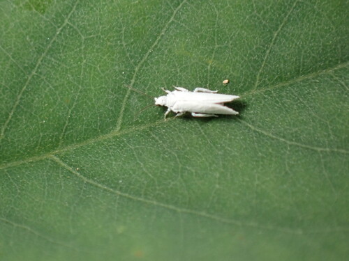 Semidalis aleyrodiformis
