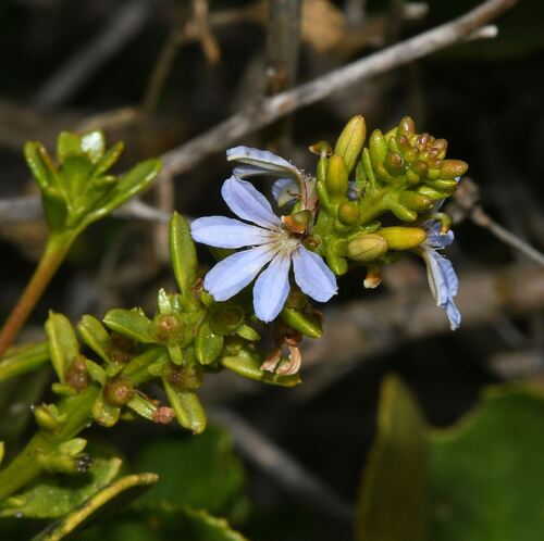 Scaevola crassifolia, photograph 2