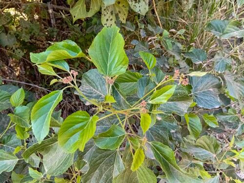 Melochia odorata observed 2026-09-01