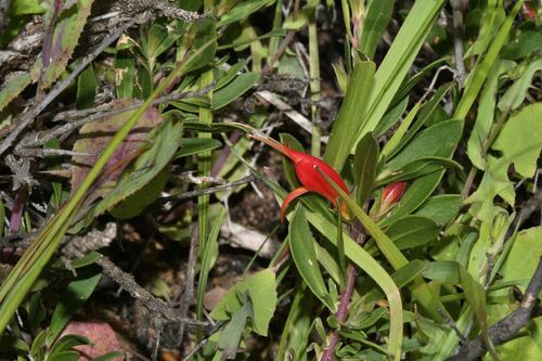 Eremophila glabra, photograph 2