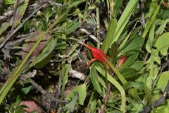 Eremophila glabra, photograph (c) James (Jim) Duggan, some rights reserved (CC BY)