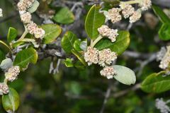Spyridium globulosum