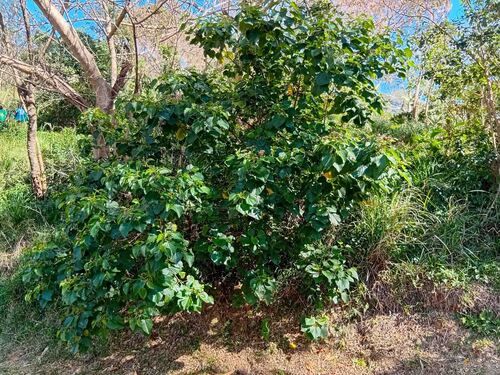 Melochia odorata observed 2026-09-01