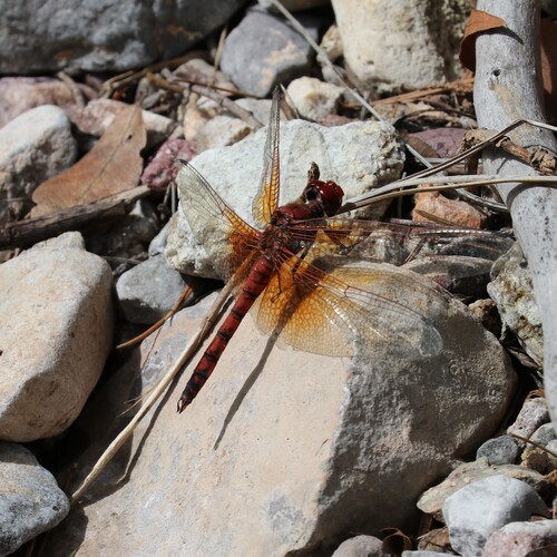 Red Rock Skimmer