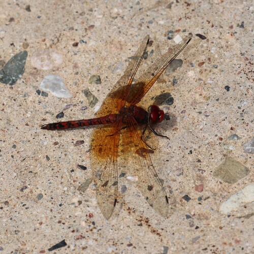 Red Rock Skimmer
