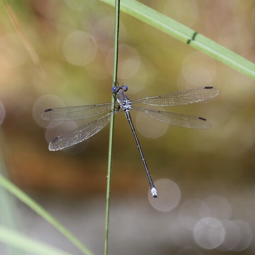 Great Spreadwing