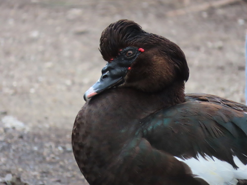 iNaturalist image
