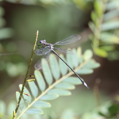 Great Spreadwing