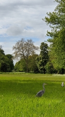 Ardea cinerea