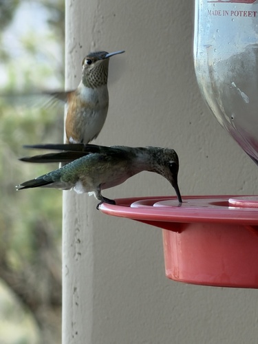 Rufous Hummingbird