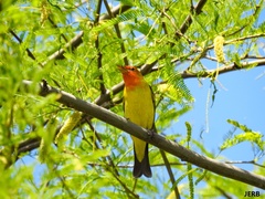 Piranga ludoviciana