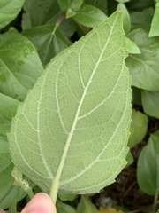 Wollastonia biflora