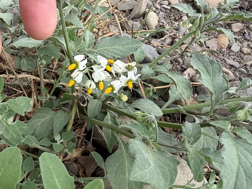 Solanum douglasii