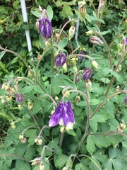 Aquilegia atrata