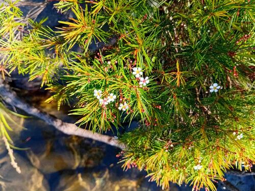Sannantha pinifolia observed 2026-09-01