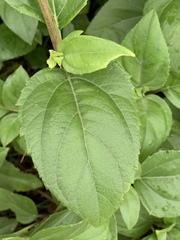 Wollastonia biflora