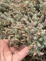 Extriplex californica