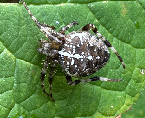 Cross Orbweaver