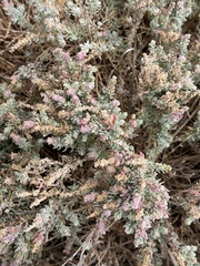author not stated, no rights reserved Extriplex californica, photograph author not stated, no rights reserved