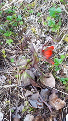 Castilleja miniata dixonii