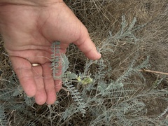 Astragalus trichopodus