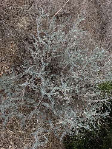 Astragalus trichopodus, photograph 1