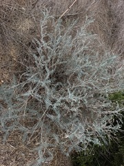 Astragalus trichopodus, photograph author not stated, no rights reserved