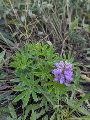 Arctic Lupine