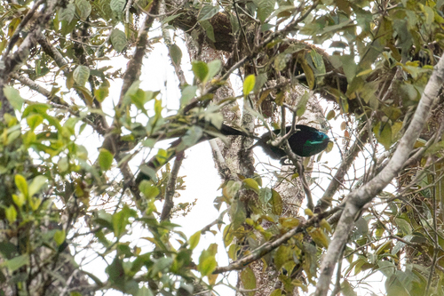 Astrapia stephaniae observed 2026-07-13